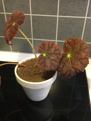 Begonia autumn ember ung plante selges 200 kr