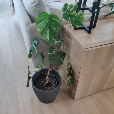 Monstera deliciousa variegata plante. Kan leveres i Bergensområdet