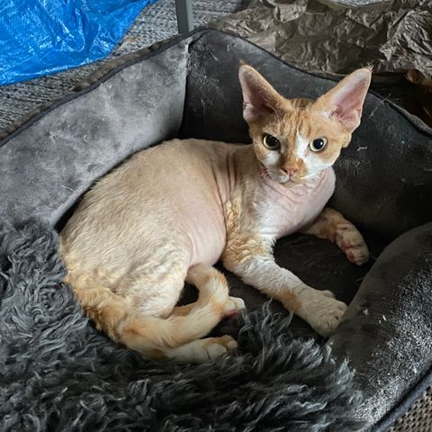 Devon Rex gutt vurderes omplassert