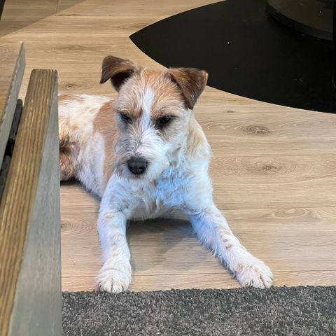 Parson Russel Terrier