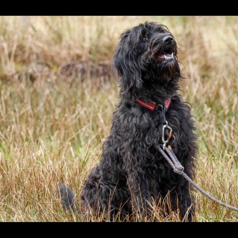 Labradoodle omplasseres