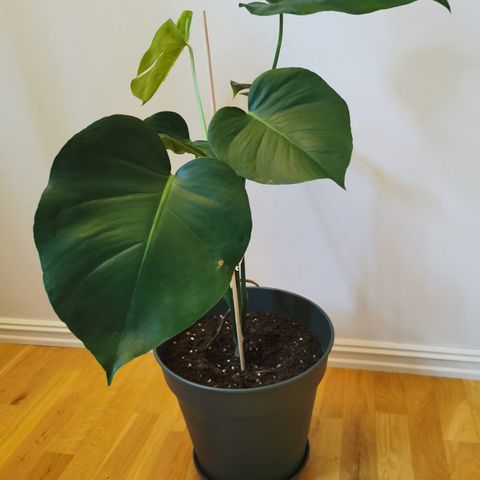 Monstera i ny potte