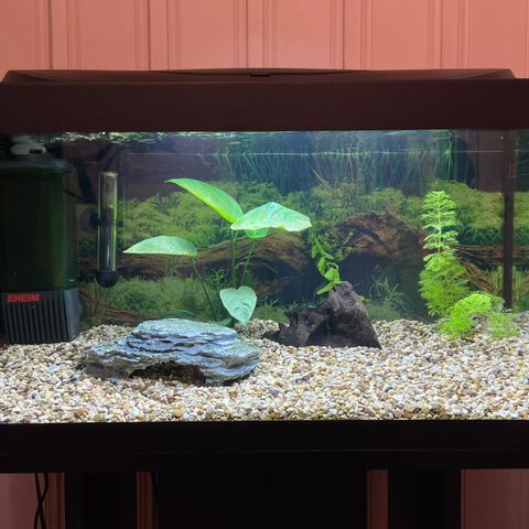 Tetra 54l akvarium komplett med bord, planter og 2 flotte maller