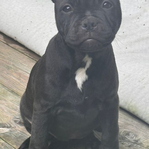 Staffordshire bull terrier