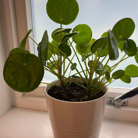 Pilea / elefantøre