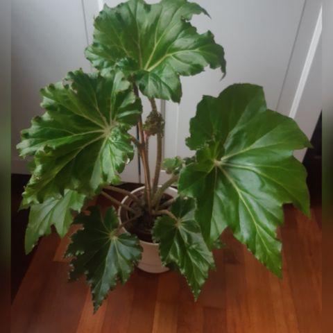 Stor plante av begonia Manicata. Planter.