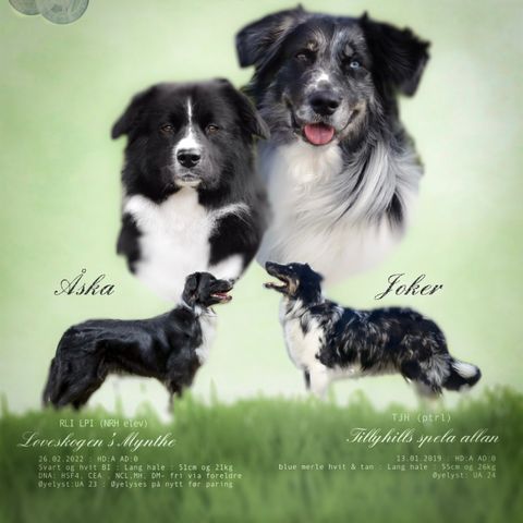 Australian shepherd  valper planlegges