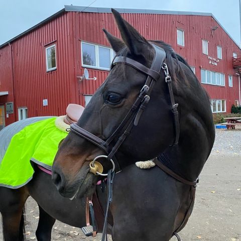 Turrytter til varmblods ridehest hoppe 2 ganger i uken