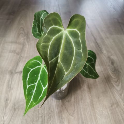 Anthurium Crystallinum silver dark form x Papillilaminum hybrid