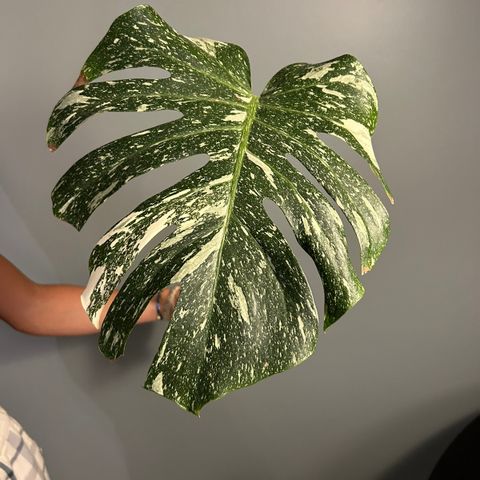 Monstera Thai Constellation -ny stikling lagt ut