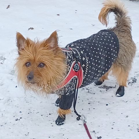 Strikker hundegenser i ren ull etter mål