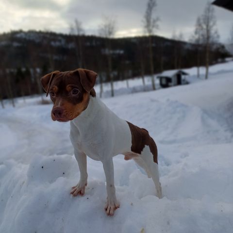 Hund søker nytt hjem