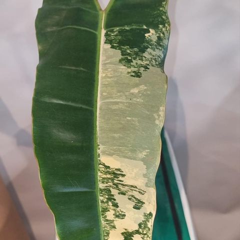 Philodendron Billietiae Variegata