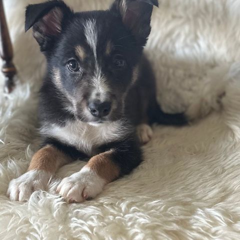 hunde valp BorderCollie