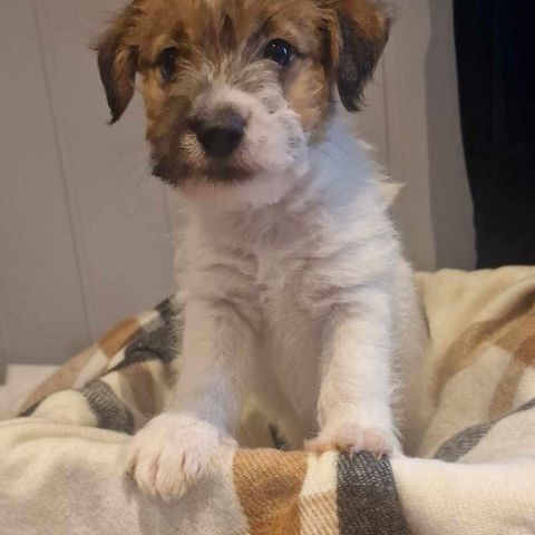 Jack Russell Terrier fra Kennel Potemyra