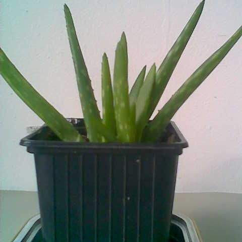 Aloe Vera - høyde 20 cm