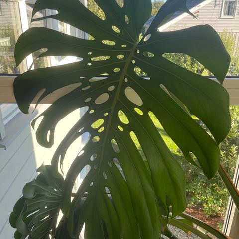 Monstera med store blader