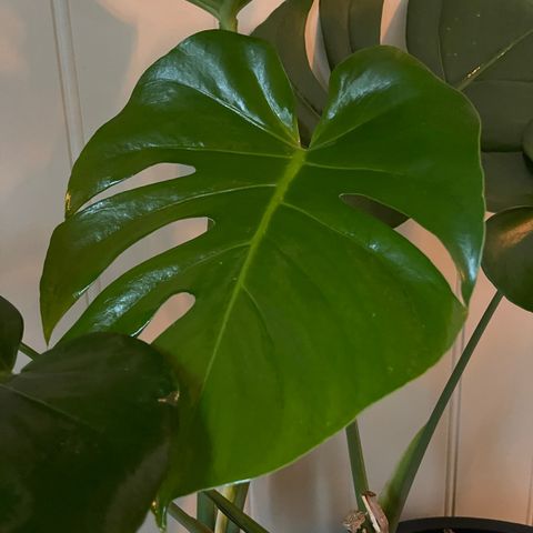 Monstera