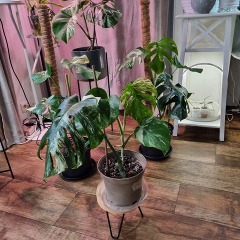 Monstera variegate