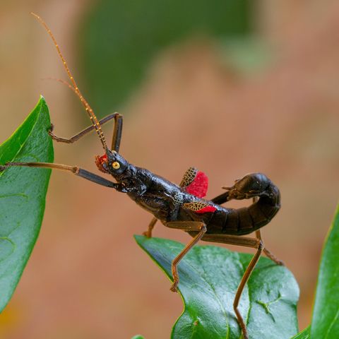 Peruphasma schultei (Black Beauty Stick Insect) egg - 10 stk