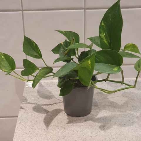 Diverse Grønne planter