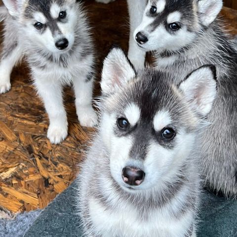 2 NKK Siberian husky valper til salgs