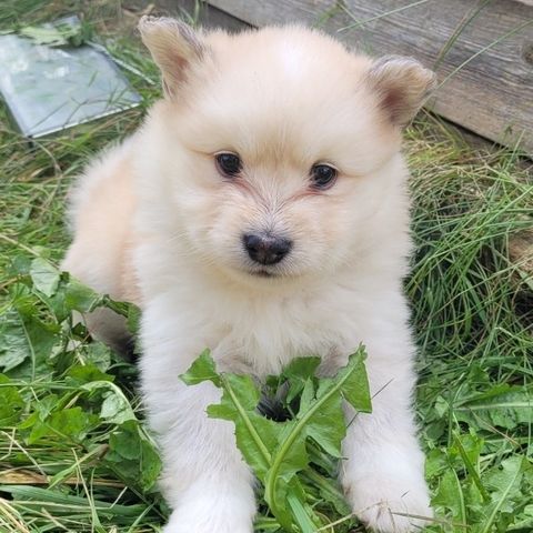 Finsk Lapphund tispe