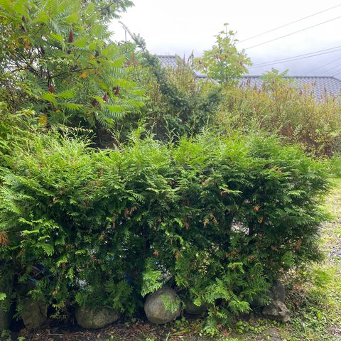 5stk Thuja brabant