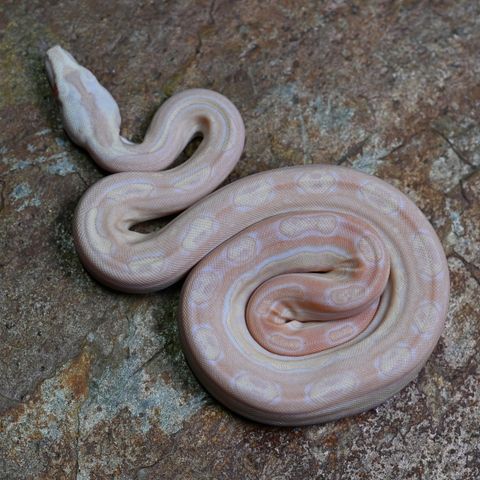 Kongeboa, 1.0 Kahl albino Motley Arabesque 100% het anery