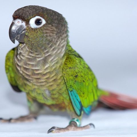 Conure