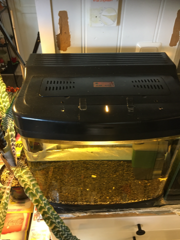 Ca 33 liter akvarium med lys sand og filter (Eheim 60) selges 650 kr for alt