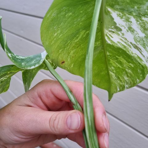 Monstera variegata top stikling