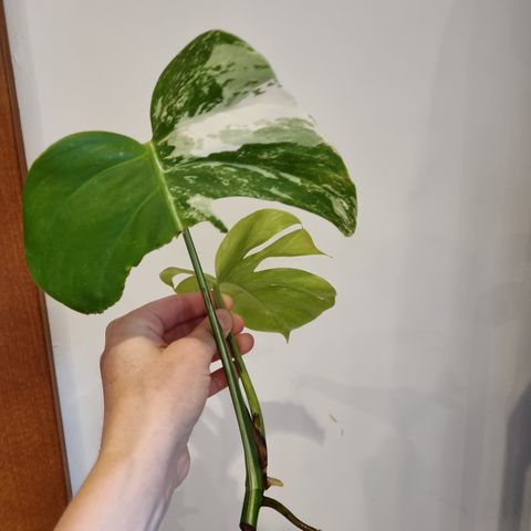 Top stikling monstera variegata