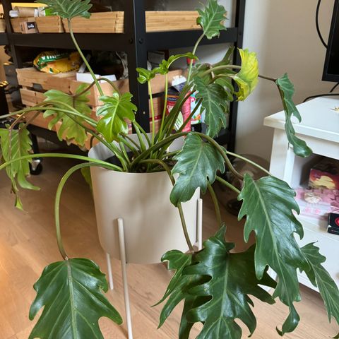 Philodendron