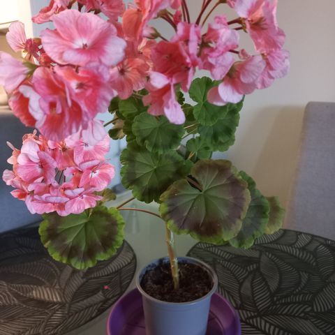 Planter. Pelargonium.