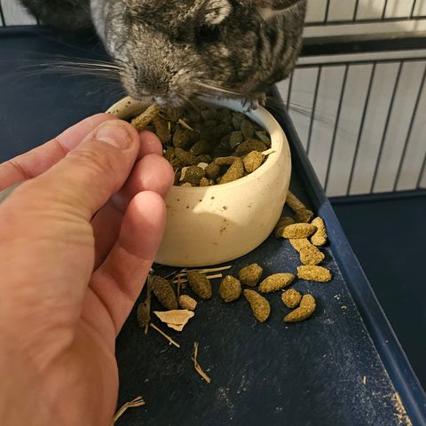 2 chinchilla gutter med alt