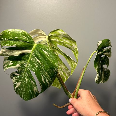 Stiklinger Monstera Variegata