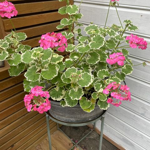 Stor pelargonia