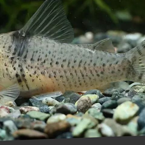 Ønsker å kjøpe corydoras orcesi