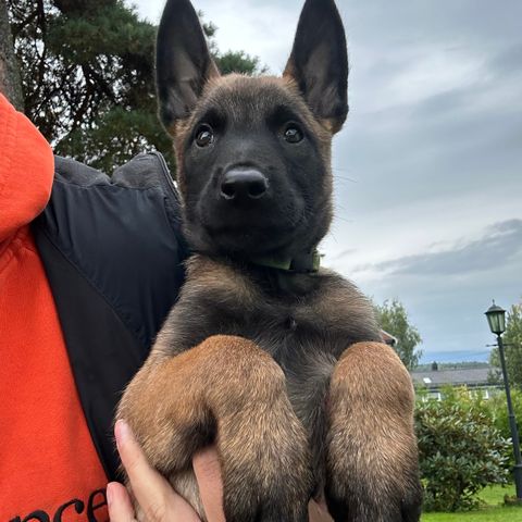 Belgisk Fårehund, Malinois 1 ledig tispe