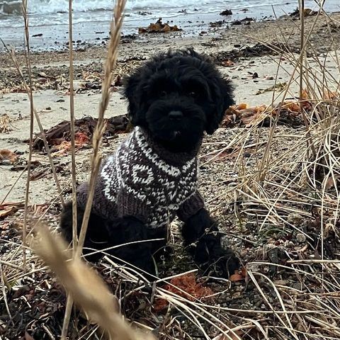 Håndstrikkede ullgensere til hund.