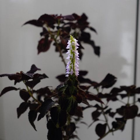 Coleus 60cm