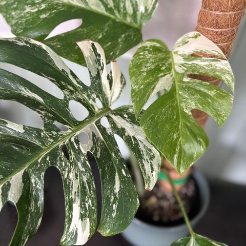 Monstera Albo Variegata