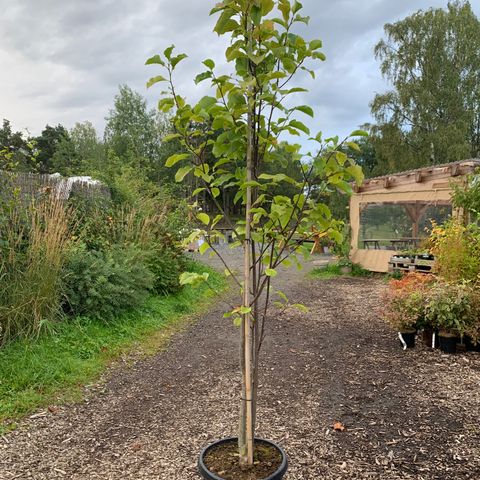 Stor magnolia (snømagnolia)