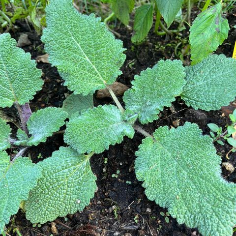 Muskattsalvie, salvia sclarea flerårig staude/urt