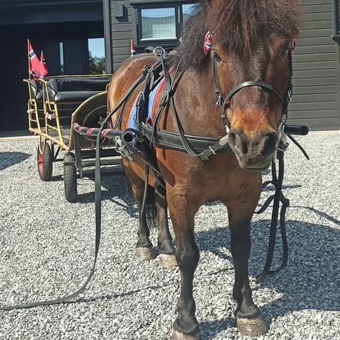 Ønsker  forrytter til shetlandsponni.