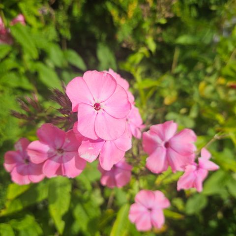 Blomster og busker