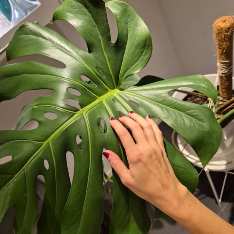 Monstera