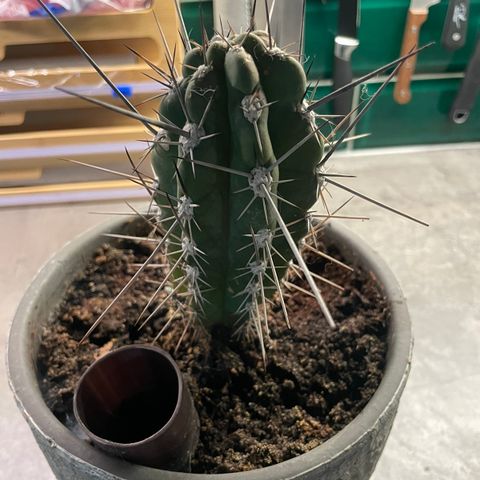 Cactus with pot