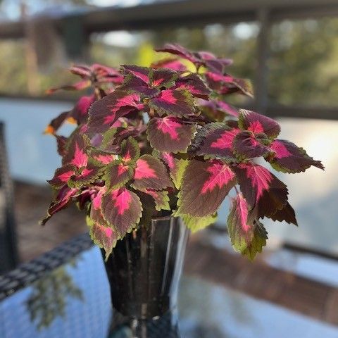 Coleus planter med en nydelig potte